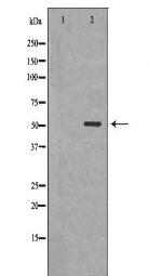 CLU Antibody