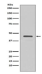 V5-tag Antibody