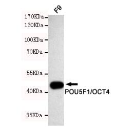 POU5F1/OCT4 Mouse mAb