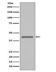 VSV-G-tag Antibody