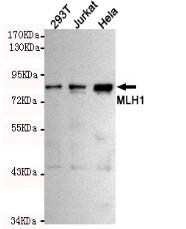 MLH1 Mouse mAb