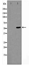 CELF-1 Antibody