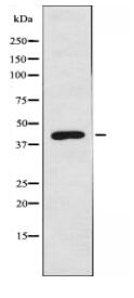 CADM2 Antibody