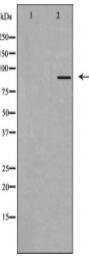 DGKB Antibody