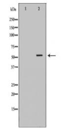 ATF2 Antibody