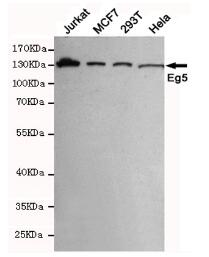 Eg5 Mouse mAb