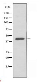 CMKLR1 Antibody