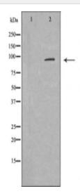 AXIN2 Antibody