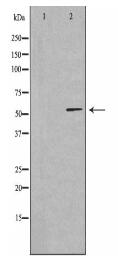 CCDC102A Antibody