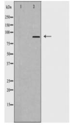 CAGE1 Antibody
