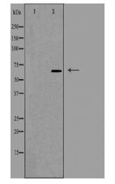 CDC40 Antibody