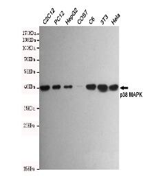 p38 MAPK Mouse mAb