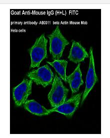Goat Anti-Mouse IgG (H+L) FITC