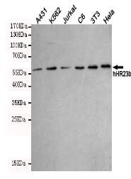 hHR23b Mouse mAb