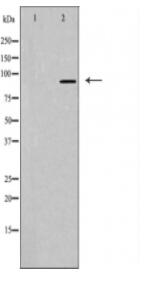 BCAR3 Antibody