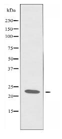 CKLF3 Antibody
