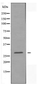 BAP31 Antibody