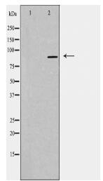 CDH16 Antibody