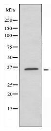 ADORA2A Antibody