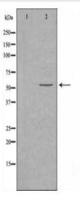 BAIAP2L1 Antibody