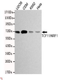 TCF11/NRF1 Mouse mAb