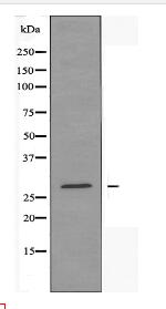 14-3-3 ε Antibody