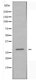 BORG1 Antibody