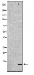 DEFB132 Antibody