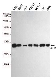 eIF2α Mouse mAb