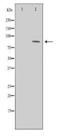 CHUK Antibody