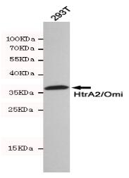 HTRA2 Mouse mAb