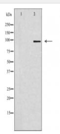GRID1 Antibody