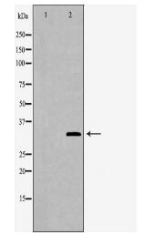 CD38 Antibody