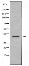 GPR18 Antibody