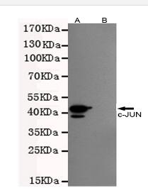 c-JUN Mouse mAb