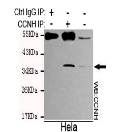 Cyclin H Mouse mAb