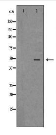 CASP9 Antibody