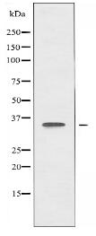 CDKL4 Antibody