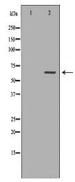 CES1 Antibody