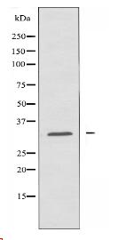 CIB3 Antibody