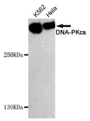 DNA-PKcs Mouse mAb
