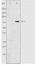 GPR115 Antibody
