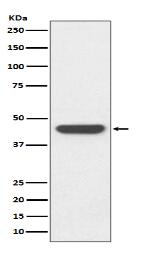 HA-tag Antibody