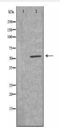 CG028 Antibody