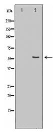 CDC20 Antibody