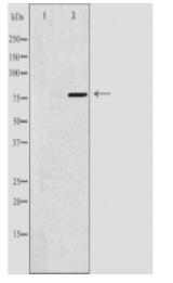 DQX1 Antibody