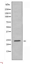 CBLN1 Antibody