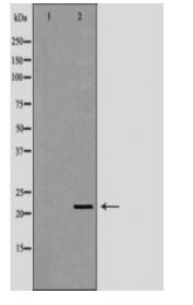 BID Antibody