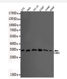 CDK5(N-term) Mouse mAb
