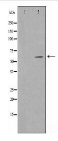APBA3 Antibody